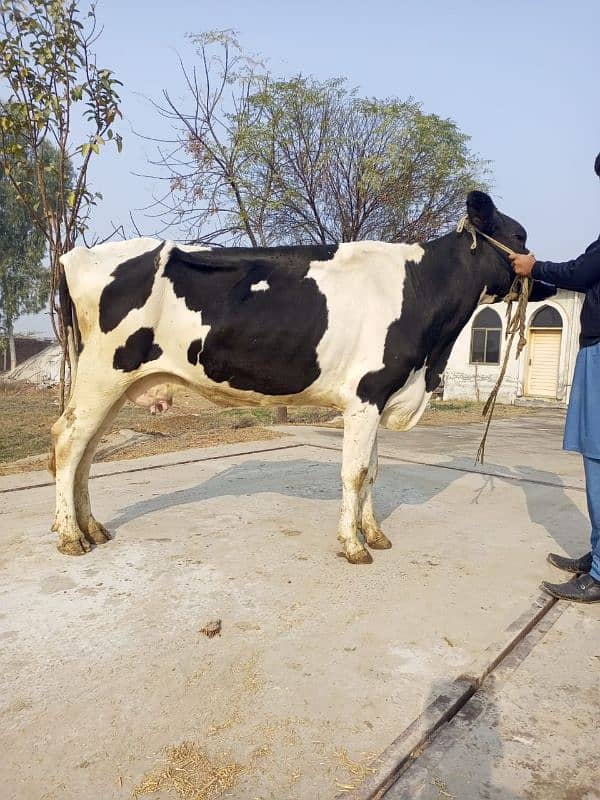 Holstein Fresain cross cow for sale 3