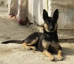 available German Shepherd for sale