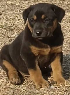 Rottweiler male for sale all Pakistan cargo available