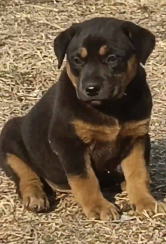 Rottweiler male for sale all Pakistan cargo available 1