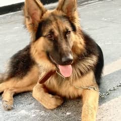 German shepherd male available for sale