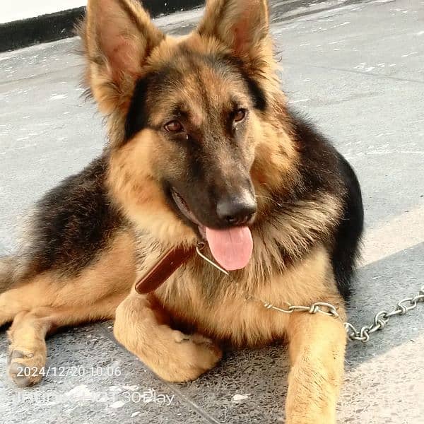 German shepherd male available for sale 0