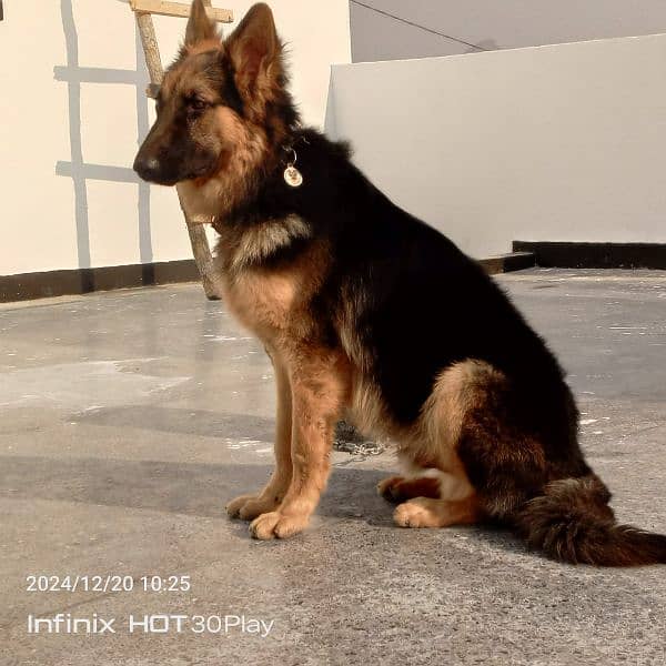 German shepherd male available for sale 1