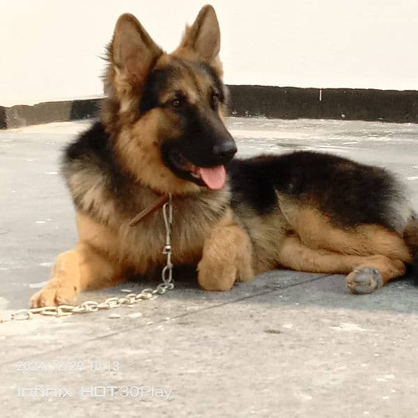 German shepherd male available for sale 3