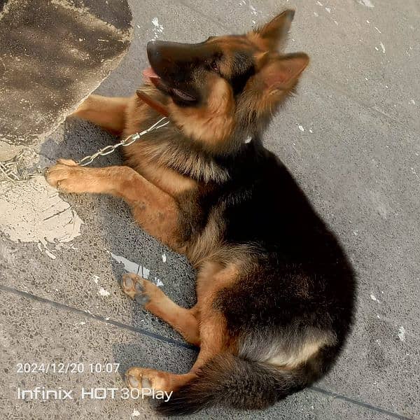 German shepherd male available for sale 4