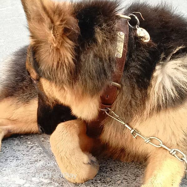 German shepherd male available for sale 6