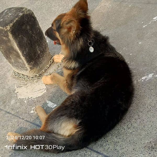 German shepherd male available for sale 9