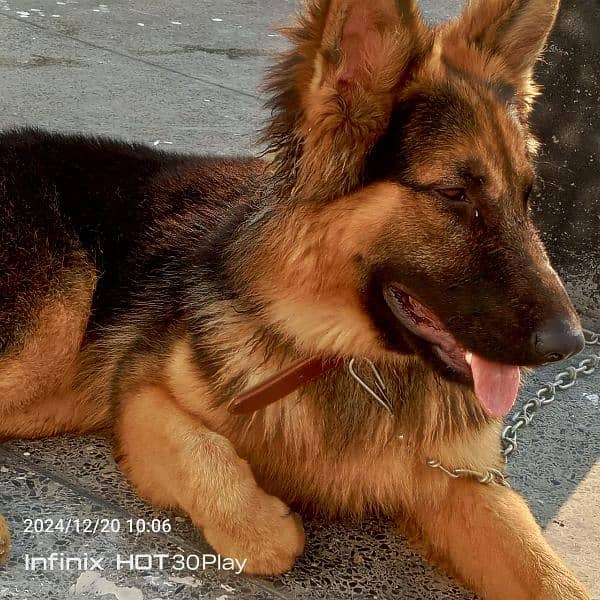 German shepherd male available for sale 10