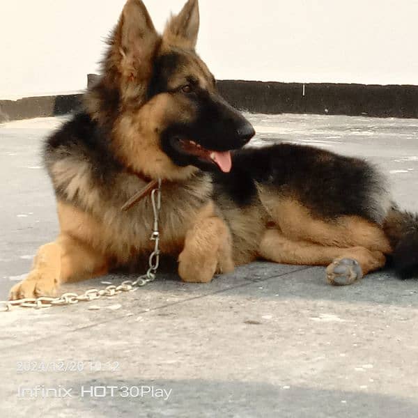 German shepherd male available for sale 11