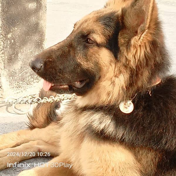 German shepherd male available for sale 12