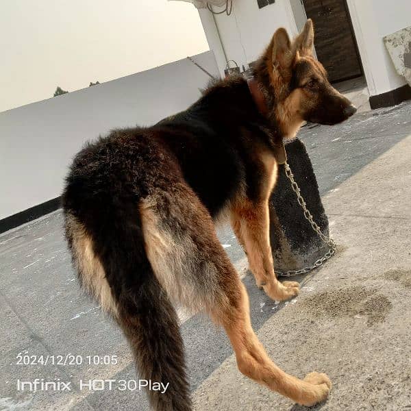 German shepherd male available for sale 16