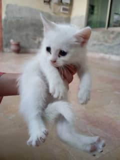 Persian cat