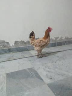 pure desi hen for sale