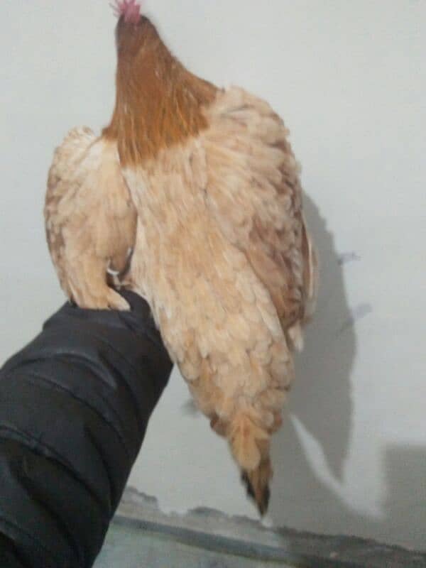 pure desi hen for sale 1