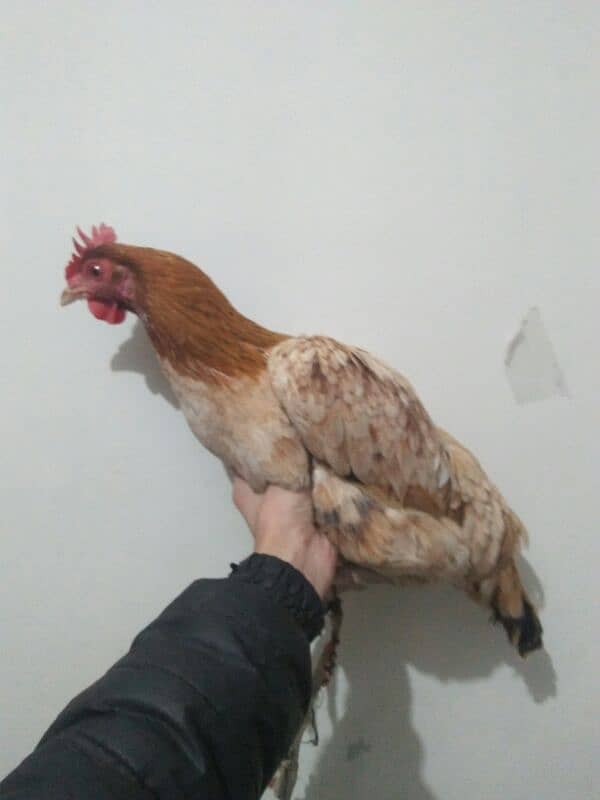 pure desi hen for sale 2