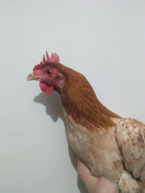 pure desi hen for sale 3