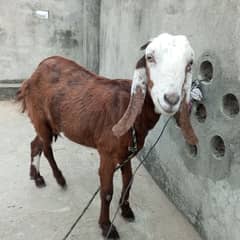 ghabban bakri