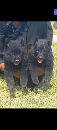 balck Shepherd long cout pair 2 mahnt for sale