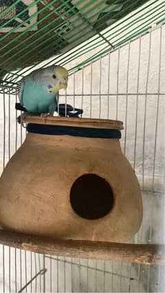 Female single budgie