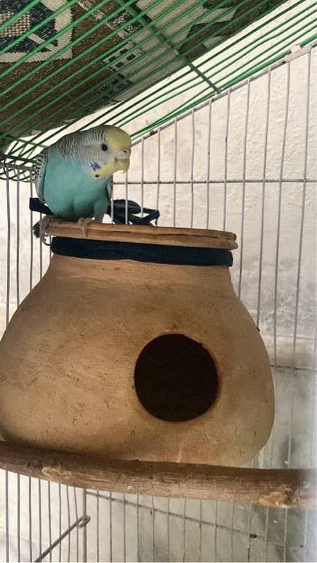 Female single budgie 0