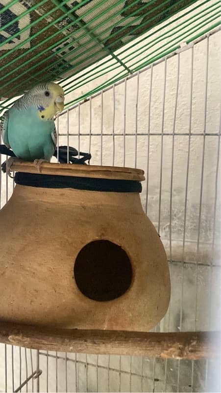 Female single budgie 1