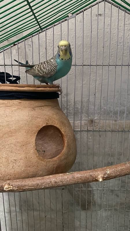 Female single budgie 2