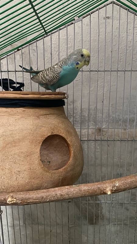 Female single budgie 3