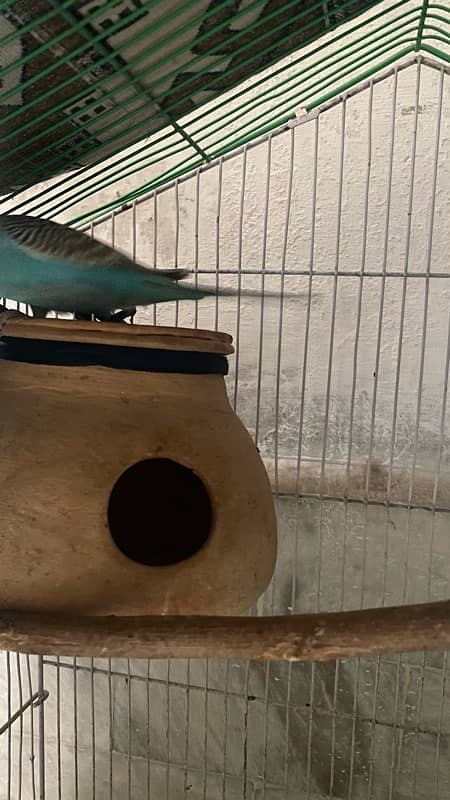 Female single budgie 4