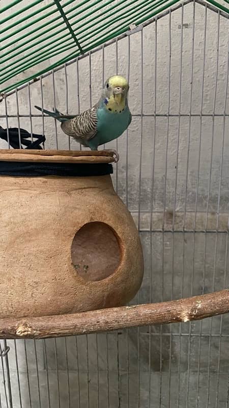 Female single budgie 6