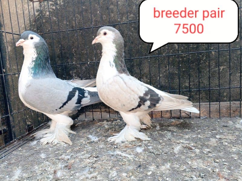 fancy pigeon | kabutar| Jacobin|  frillback saddle | amarican fantail| 1