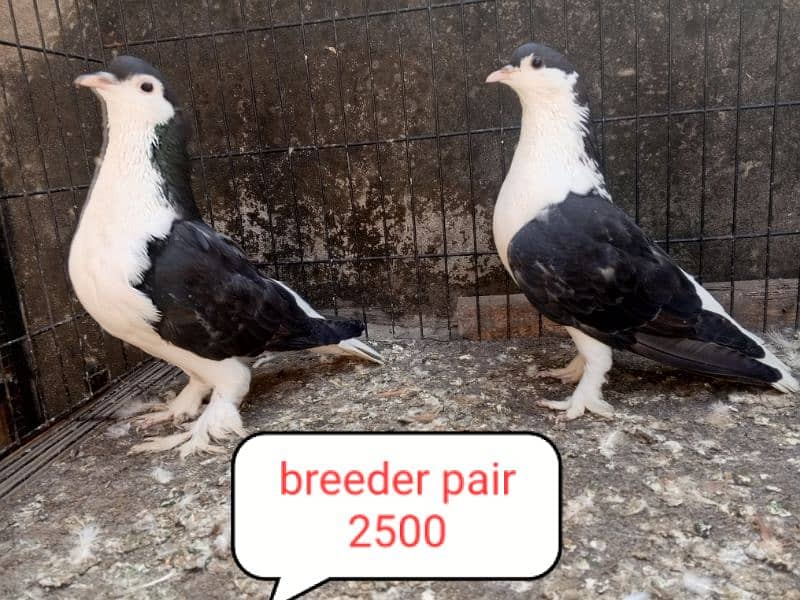 fancy pigeon | kabutar| Jacobin|  frillback saddle | amarican fantail| 17