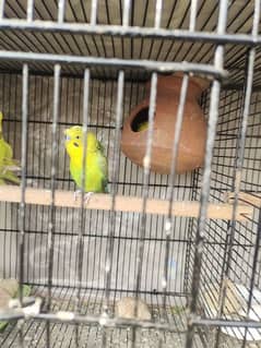 budgies blackwing hogo bred breeder pair