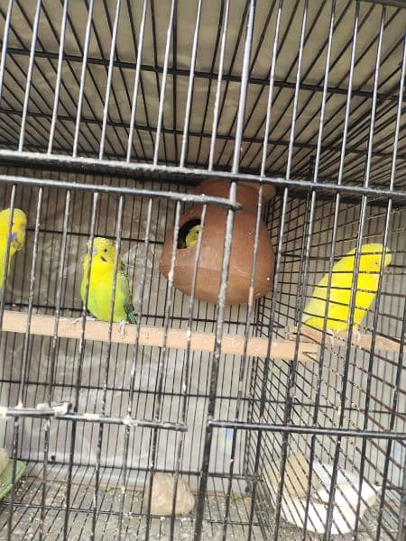 budgies blackwing hogo bred breeder pair 1