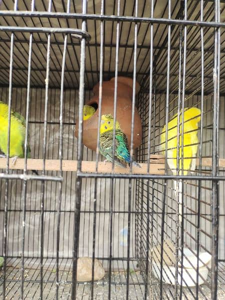 budgies blackwing hogo bred breeder pair 2