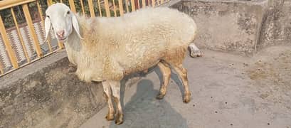 White Talagang dumba sheep