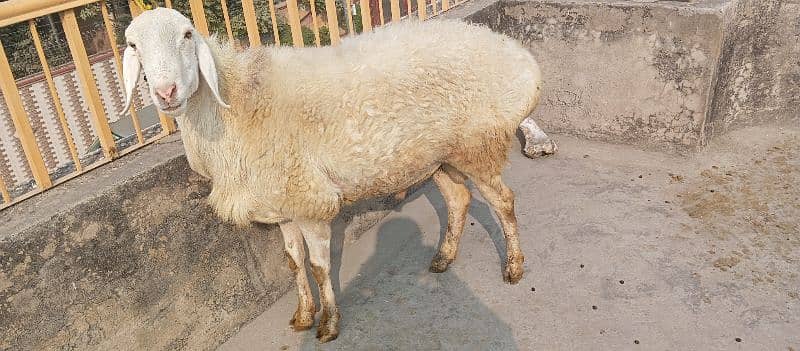 White Talagang dumba sheep 0