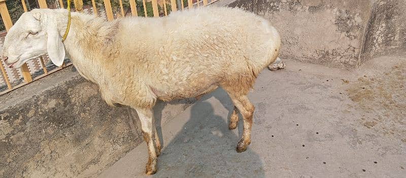 White Talagang dumba sheep 2