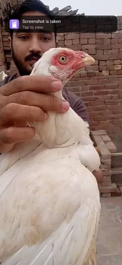 white aseel hen