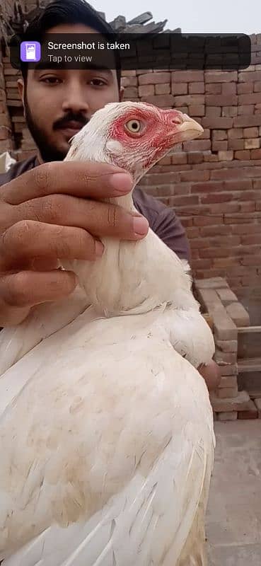 white aseel hen 0