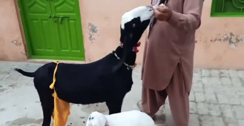 2 Bacchon Ka Sath Desi Bakri For Sale Call Me 03184661884 2