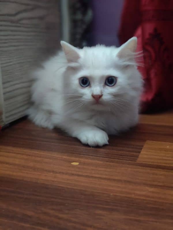 Persian Blue eyes Pure Bloodline female baby kitten 0