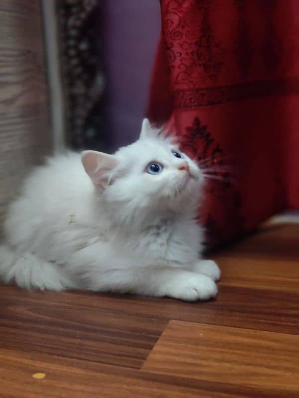 Persian Blue eyes Pure Bloodline female baby kitten 1