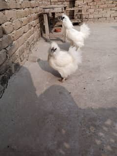 Silkie Hen Fresh Egg Laying Pair with 6 Eggs for Sell