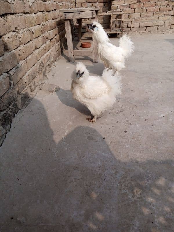 Silkie Hen Fresh Egg Laying Pair with 6 Eggs for Sell 0