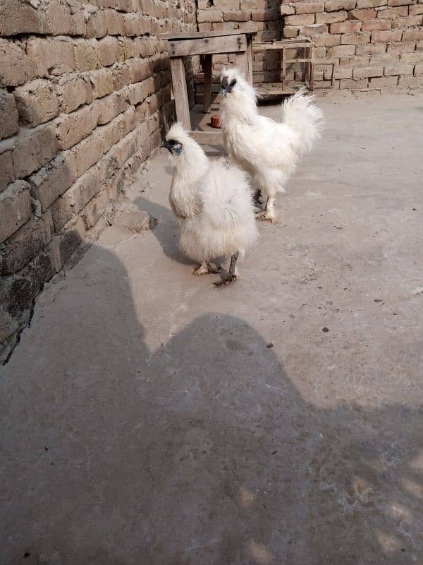 Silkie Hen Fresh Egg Laying Pair with 6 Eggs for Sell 1