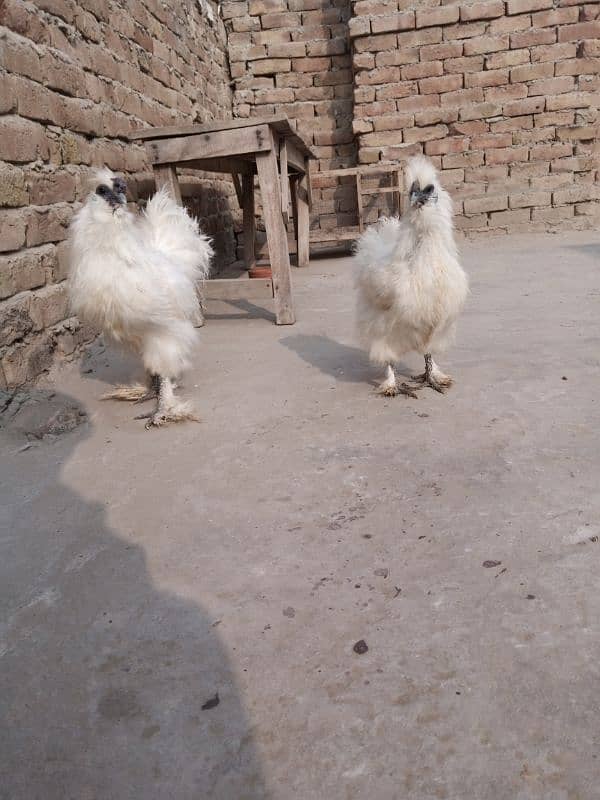 Silkie Hen Fresh Egg Laying Pair with 6 Eggs for Sell 2