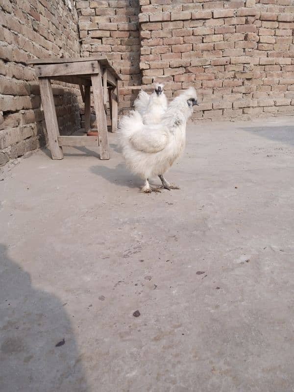 Silkie Hen Fresh Egg Laying Pair with 6 Eggs for Sell 3