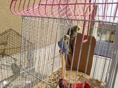 budgie parrot with cage for sale