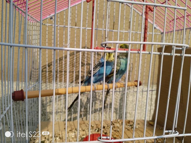 budgie parrot with cage for sale 1