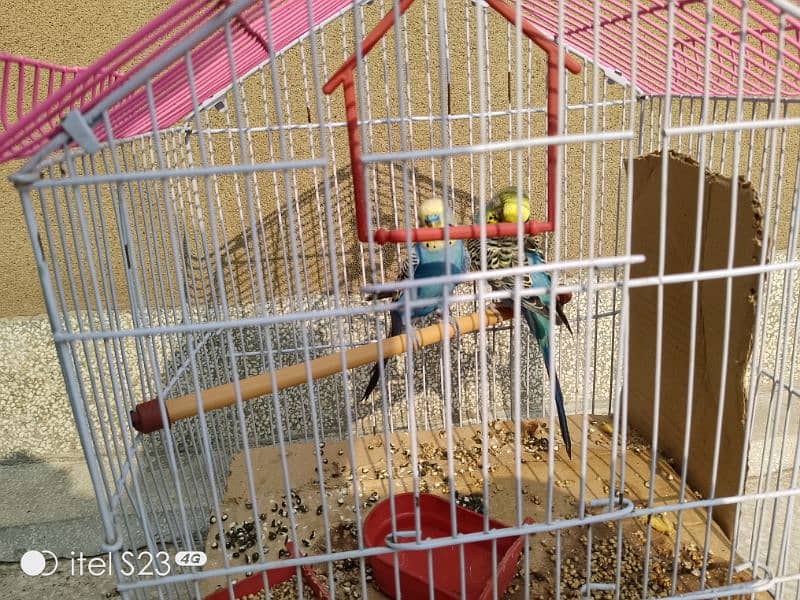 budgie parrot with cage for sale 2